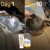 Absorbine Silver Honey Spray Gel Dogs Cats Hot Spot Wound Care Antibiotic-Free 8 oz.