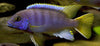 Acei Cichlid (Pseudotropheus sp. acei)