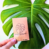 Monstera Deliciosa Swiss Cheese Plant Seeds