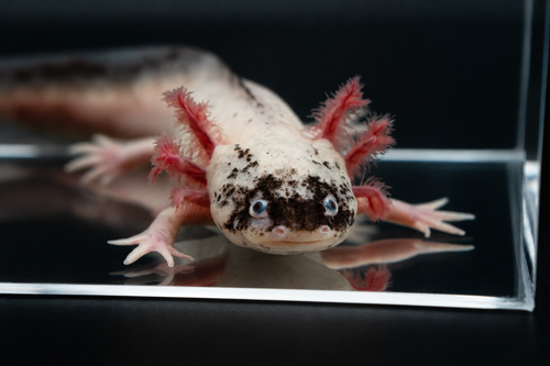 Dirty Leucistic Axolotl Dirty Lucy
