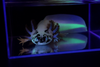 GFP Dirty Lucy Axolotl