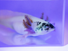 GFP Dirty Lucy Axolotl