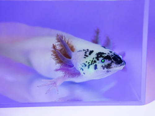 GFP Dirty Lucy Axolotl