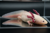 Leucistic (Classic Pink) Axolotl