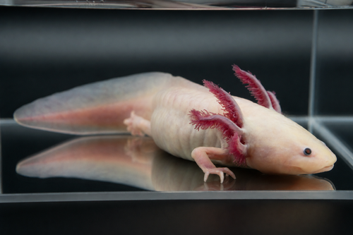 Leucistic (Classic Pink) Axolotl