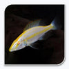 Compressiceps Albino Cichlid