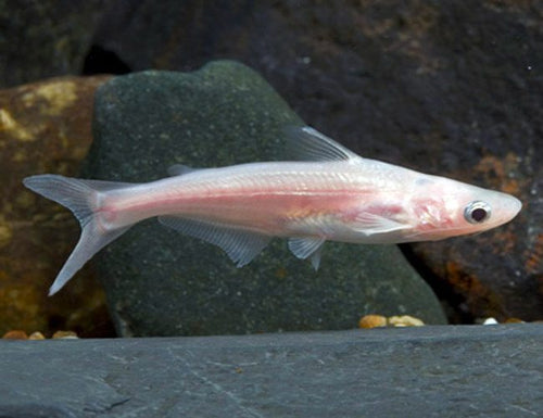 Albino iridescent sharks