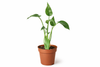 Alocasia 'Tiny Dancer' - 4 Pot