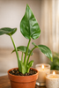 Alocasia 'Tiny Dancer' - 4 Pot