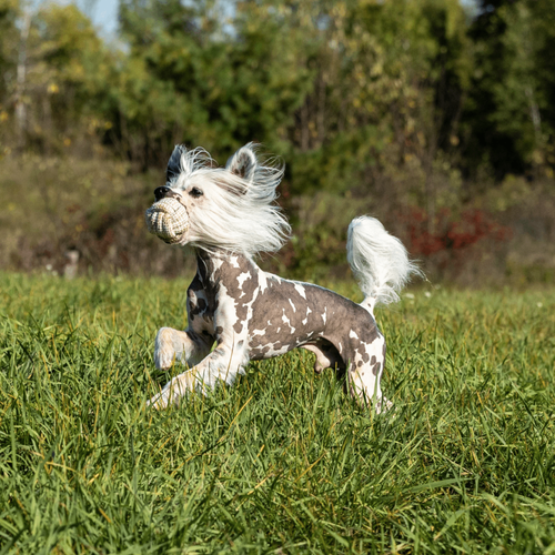 Eco-Ball: The Ultimate Natural Cotton Rope Dog Toy for Happy Pups And Dental Health