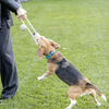 ECO-BALL-TUG:  Non-Toxic Dog Toy, Eco-Friendly, Natural Cotton Rope