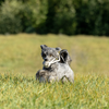ECO-BALL-TUG:  Non-Toxic Dog Toy, Eco-Friendly, Natural Cotton Rope