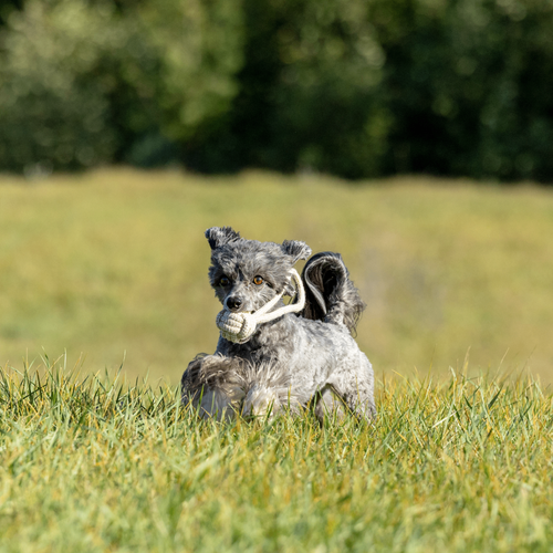 ECO-BALL-TUG:  Non-Toxic Dog Toy, Eco-Friendly, Natural Cotton Rope