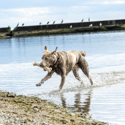 ECO-BONE: Natural Cotton Dog Toy