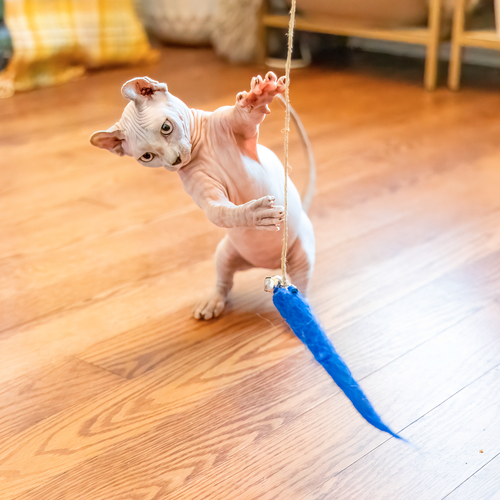 Natural Teaser Cat Toy - Eco-Kitty Catcher Wand