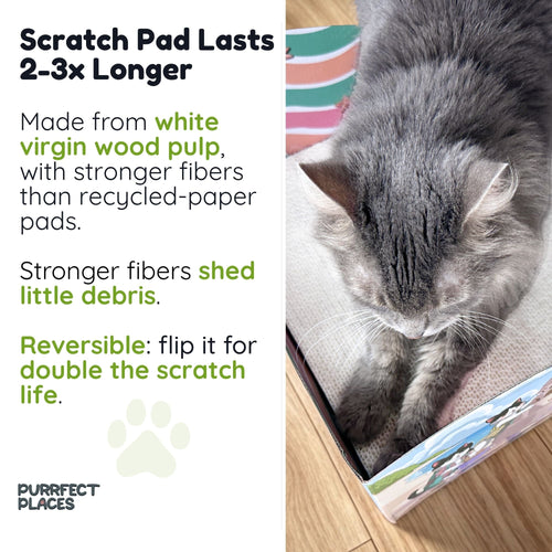 Meow Beach Sanctuary