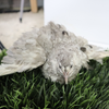 Andalusian Coturnix Quail Hatching Eggs