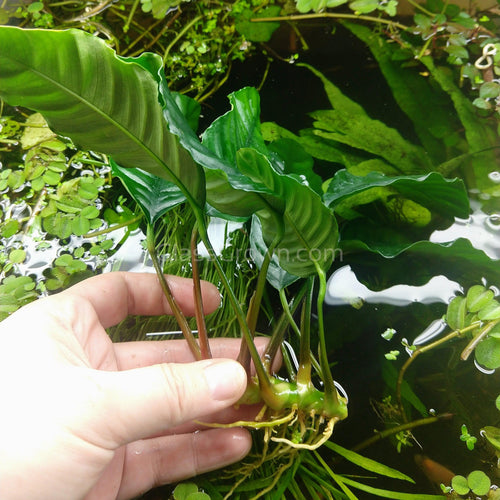 Anubias Coffeefolia