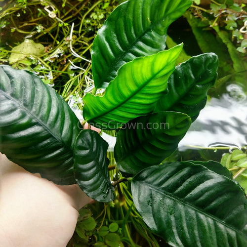 Anubias Coffeefolia