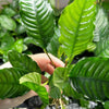 Anubias Coffeefolia