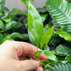 Anubias Frazeri