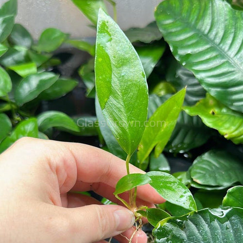 Anubias Frazeri