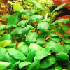 Anubias Frazeri