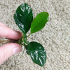 Bestselling Anubias Starter Pack (3 Plants)