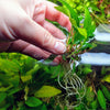 Bestselling Anubias Starter Pack (3 Plants)