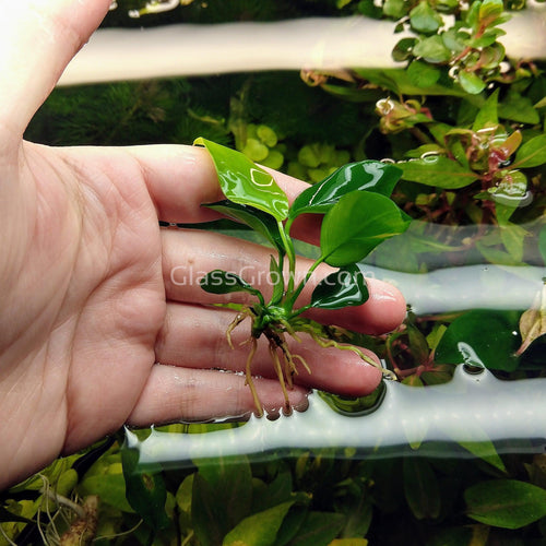 Bestselling Anubias Starter Pack (3 Plants)