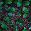 Bestselling Anubias Starter Pack (3 Plants)