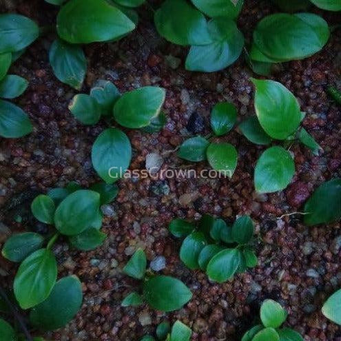 Bestselling Anubias Starter Pack (3 Plants)