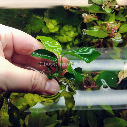 Bestselling Anubias Starter Pack (3 Plants)
