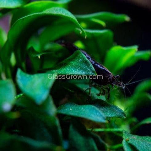 Bestselling Anubias Starter Pack (3 Plants)
