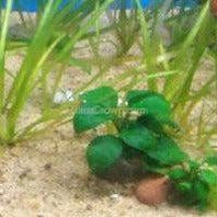 Bestselling Anubias Starter Pack (3 Plants)