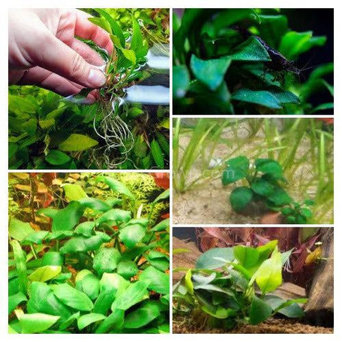 Bestselling Anubias Starter Pack (3 Plants)