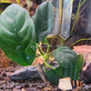 Anubias Coffeefolia