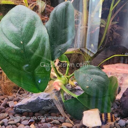 Anubias Coffeefolia