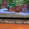Lava Rock Anubias Nana Petite