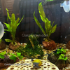 Lava Rock Anubias Nana Petite