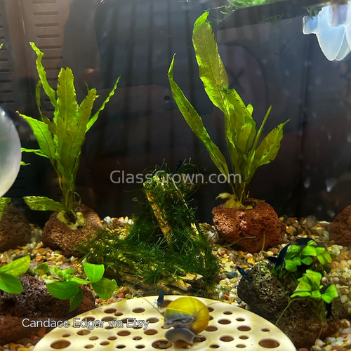 Lava Rock Anubias Nana Petite