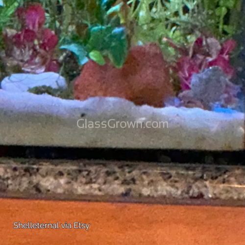 Lava Rock Anubias Nana Petite