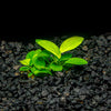 Anubias Nana
