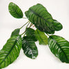 Anubias Coffeefolia