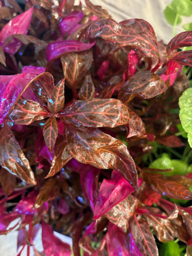 Alternanthera Rosanervig (6 stems)