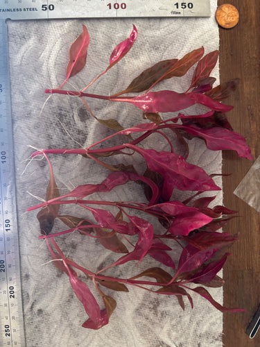 Alternanthera Rosanervig (6 stems)