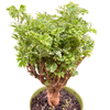 Aralia Ming Gold Mini Bonsai