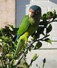 Halfmoon Conure