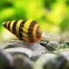 Assassin Snail 3 Pack