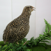 Autumn Sparkly Quail Hatching Eggs